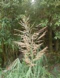 Arundo plinii